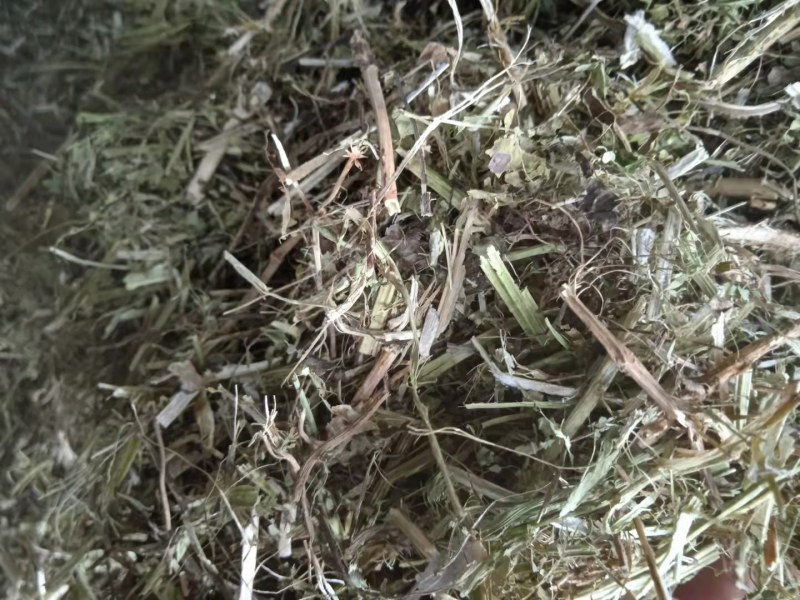 花生秸秆花生秧牛羊兔