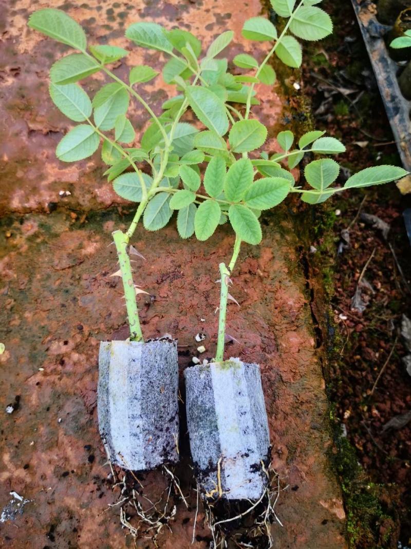 丰花是3号，大马士革苗，花期短，味道非常香，