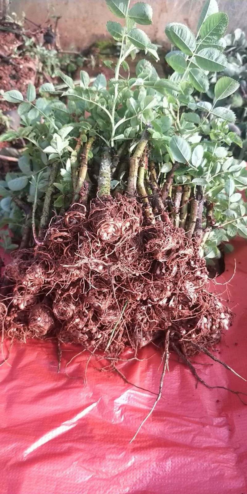 丰花是3号，大马士革苗，花期短，味道非常香，