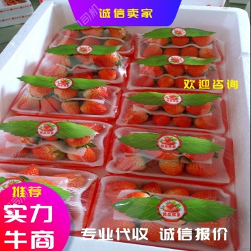 诚接电商美团多多妙香草莓代收宁玉联盟甜查理草莓