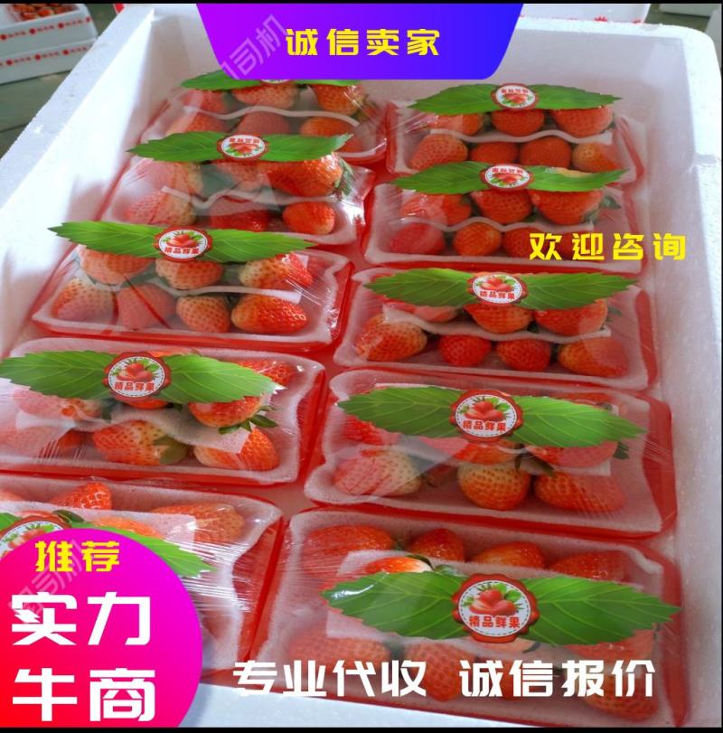 诚接电商美团多多妙香草莓代收宁玉联盟甜查理草莓