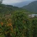 宝兴县五龙乡喇嘛坪生态山药(花山仔)