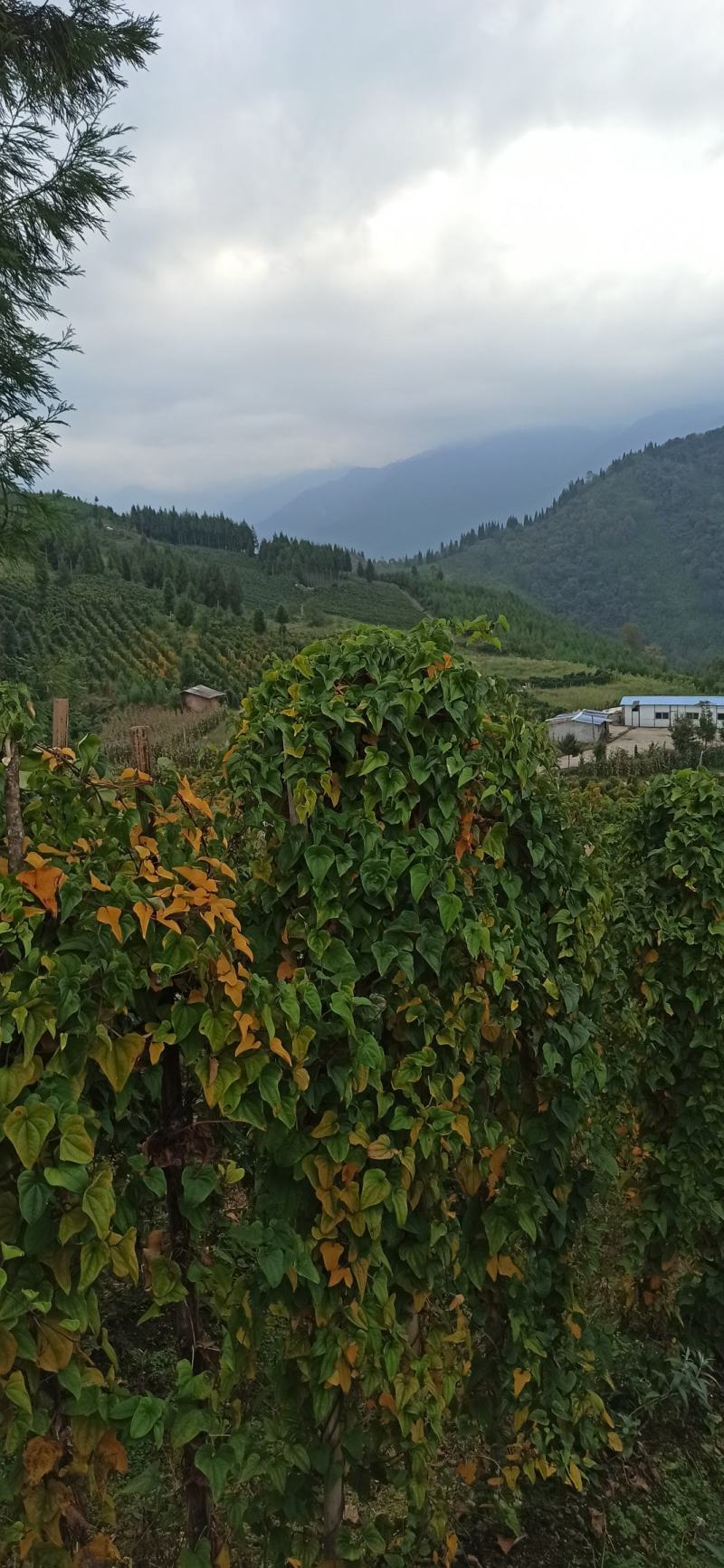 宝兴县五龙乡喇嘛坪生态山药(花山仔)