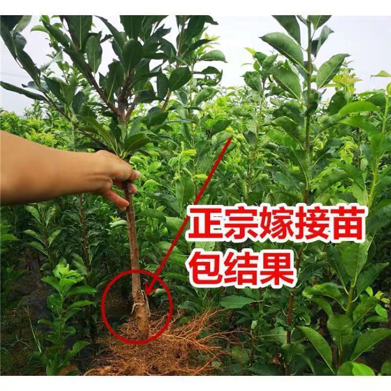 李子树苗黑布林李子苗美人醉李子苗早熟晚熟品种齐全包邮