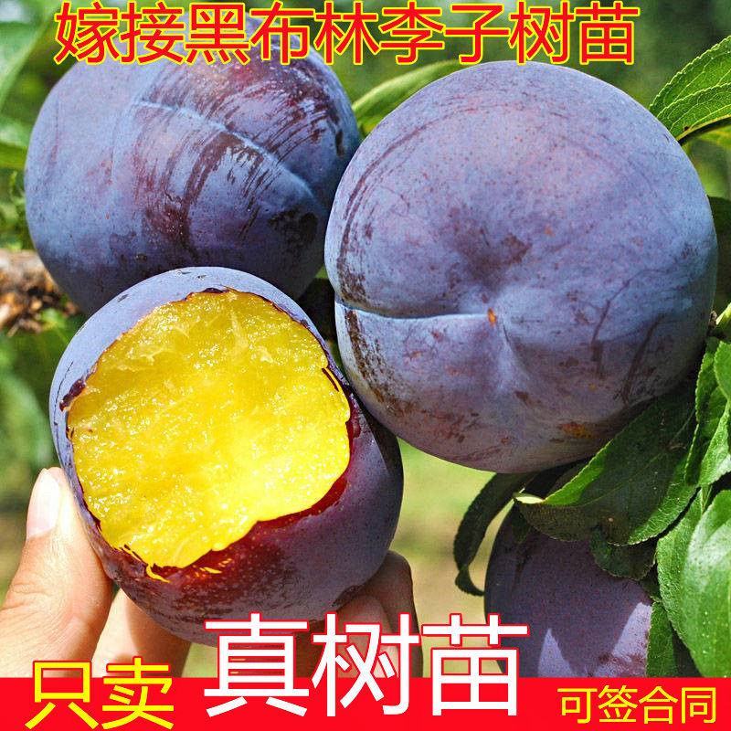 李子树苗黑布林李子苗美人醉李子苗早熟晚熟品种齐全包邮