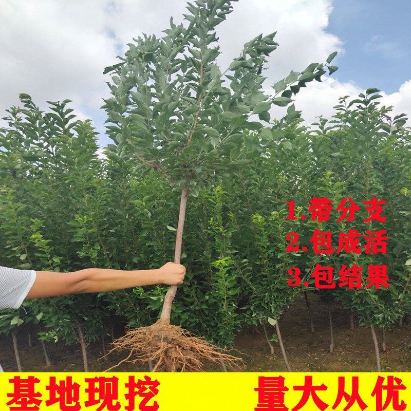 李子树苗黑布林李子苗美人醉李子苗早熟晚熟品种齐全包邮
