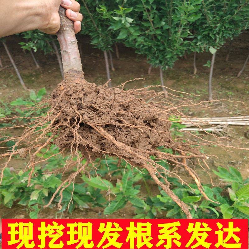 李子树苗黑布林李子苗美人醉李子苗早熟晚熟品种齐全包邮