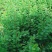 小叶紫薇木树苗绿化工程树苗大树苗种植树苗家庭院子种植树苗