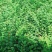 小叶紫薇木树苗绿化工程树苗大树苗种植树苗家庭院子种植树苗