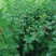 小叶紫薇木树苗绿化工程树苗大树苗种植树苗家庭院子种植树苗