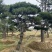 造型松