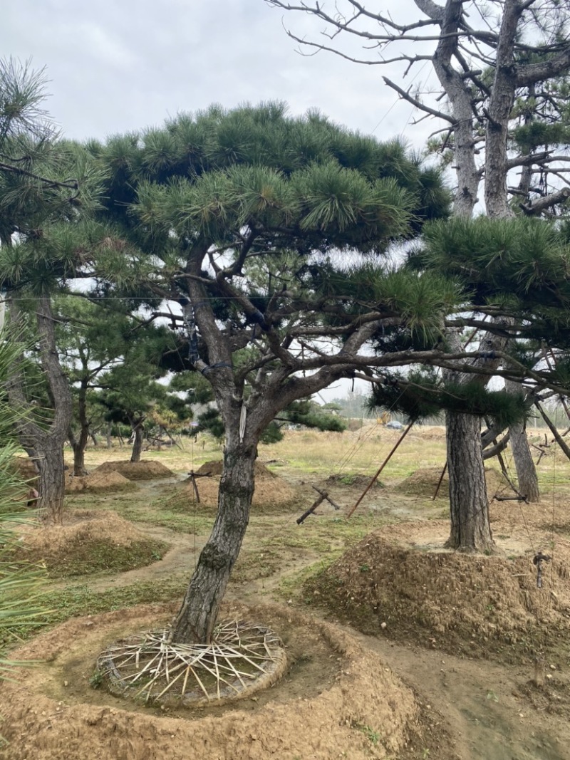 造型松