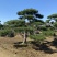 造型松