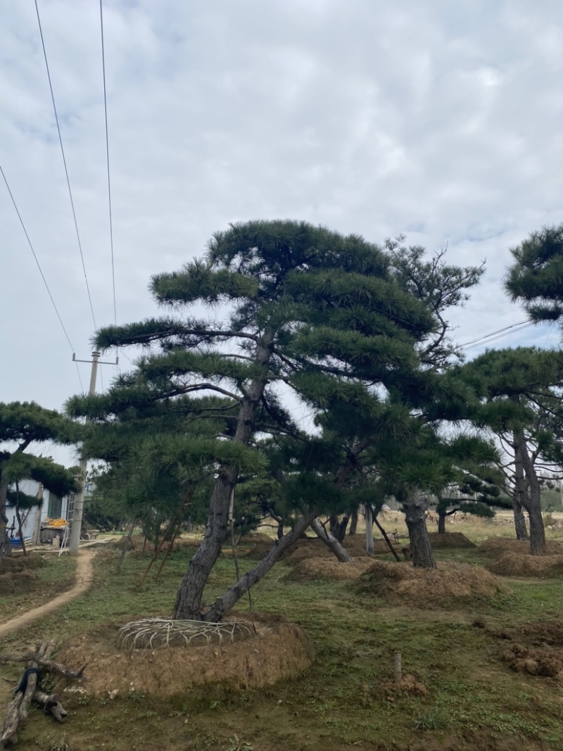 造型松