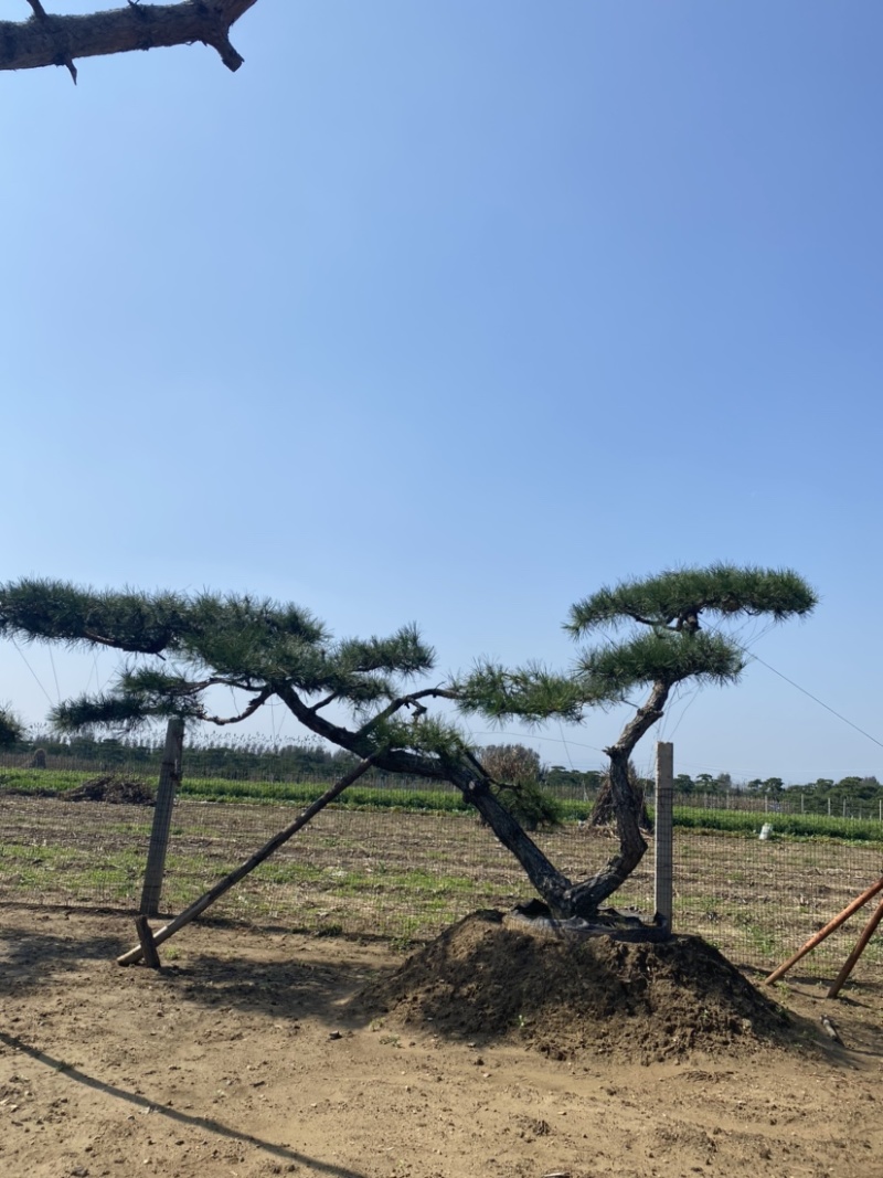 造型松