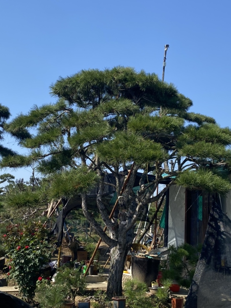 造型松