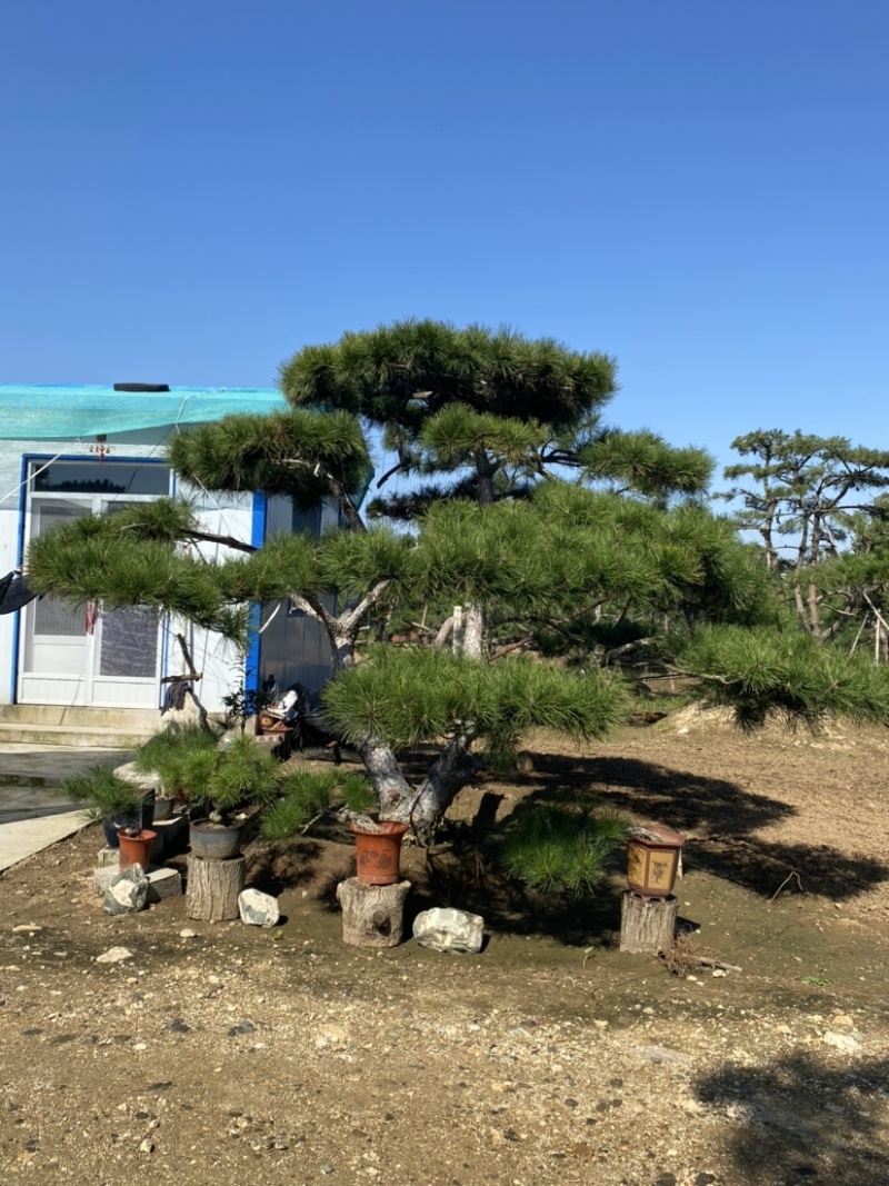 造型松