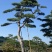 造型松