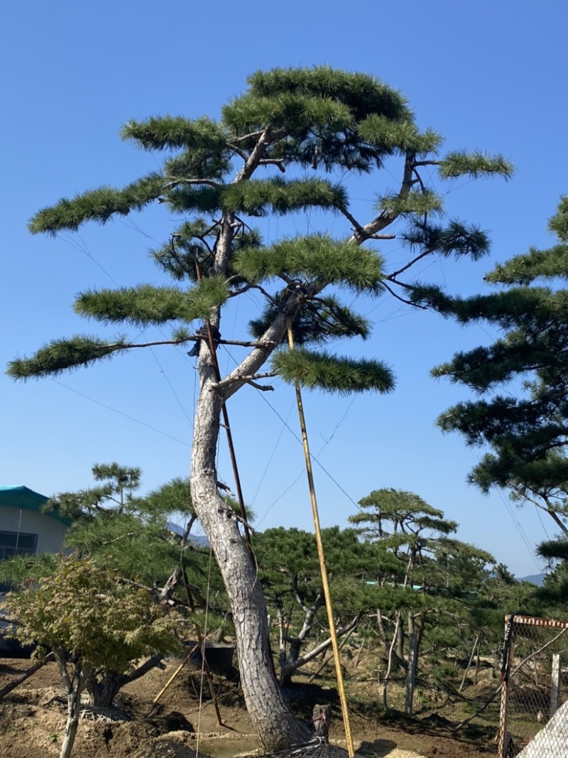 造型松