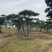 造型松