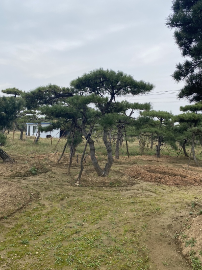 造型松