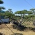 造型松