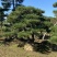 造型松