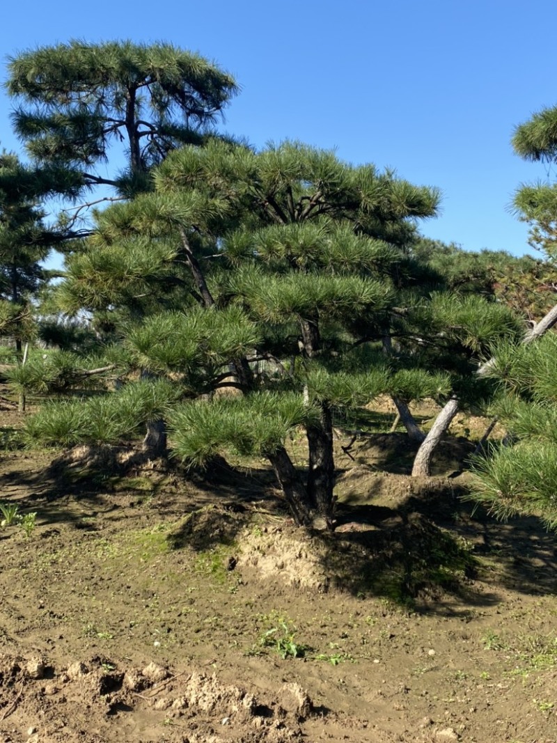 造型松