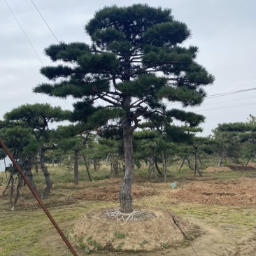 造型松