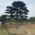 造型松