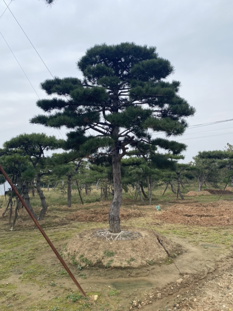 造型松