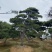 造型松