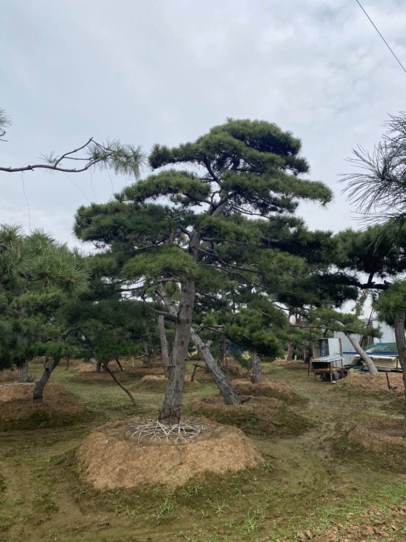 造型松