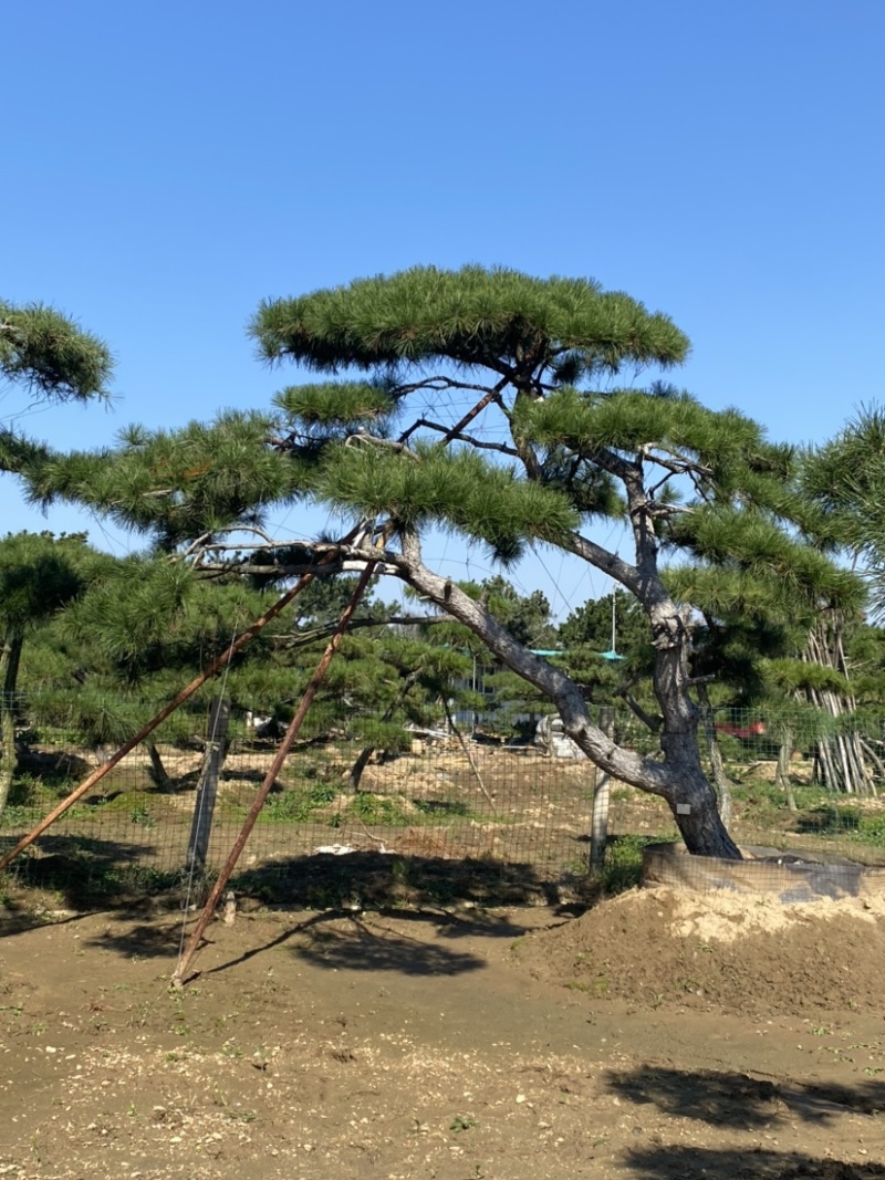 造型松