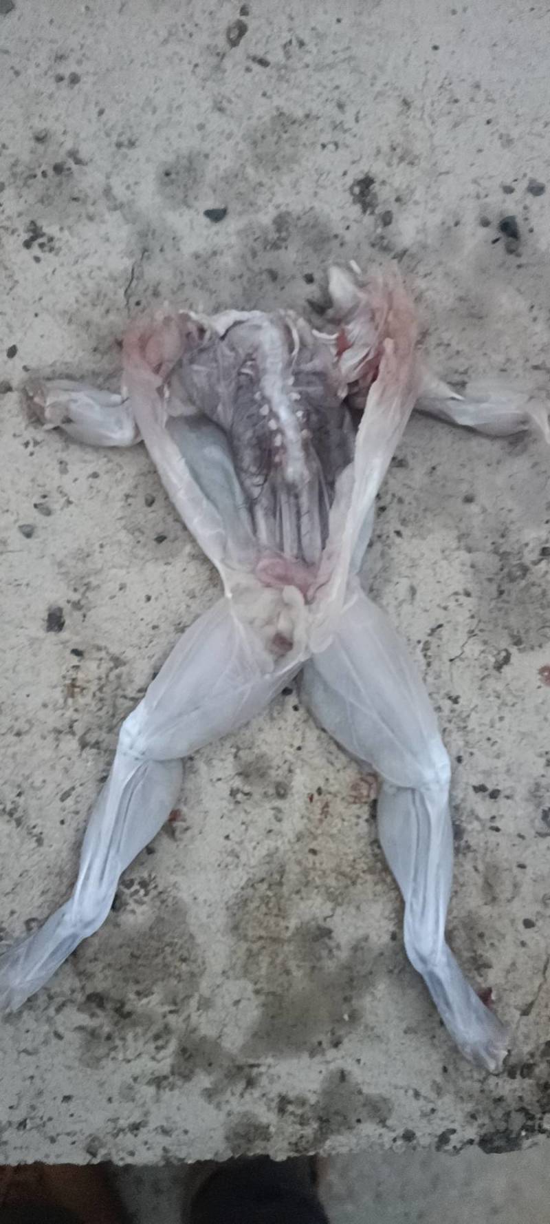 冷冻牛蛙批发，鲜活牛蛙批发，物美价廉欢迎各位老板洽谈