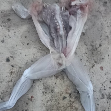 冷冻牛蛙批发，鲜活牛蛙批发，物美价廉欢迎各位老板洽谈