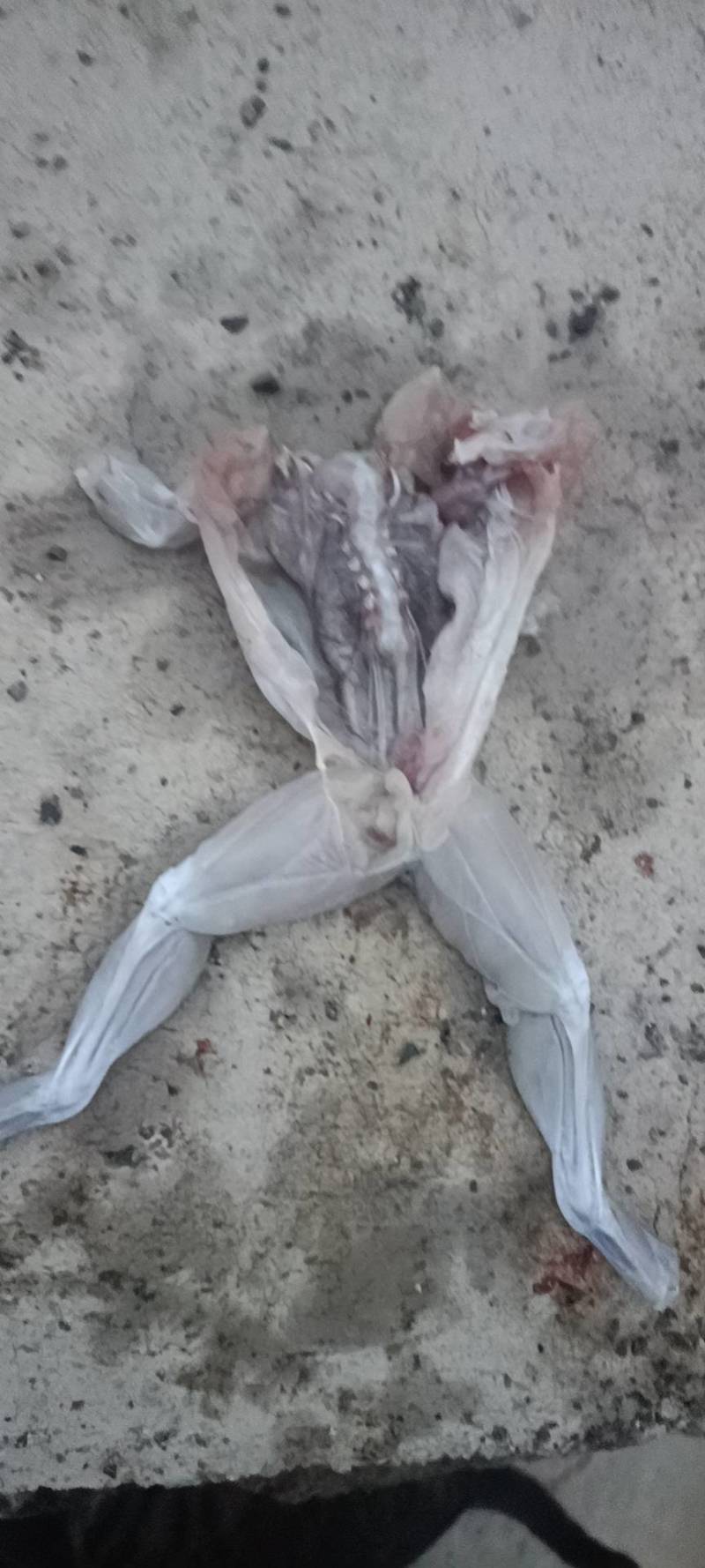 冷冻牛蛙批发，鲜活牛蛙批发，物美价廉欢迎各位老板洽谈