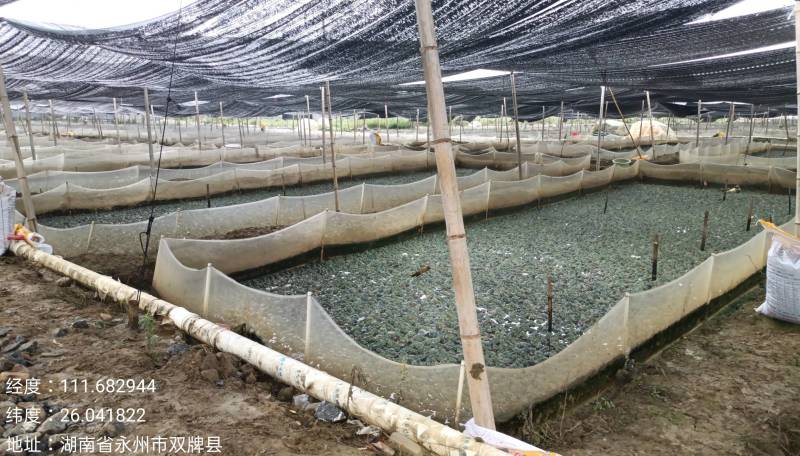 冷冻牛蛙批发，鲜活牛蛙批发，物美价廉欢迎各位老板洽谈