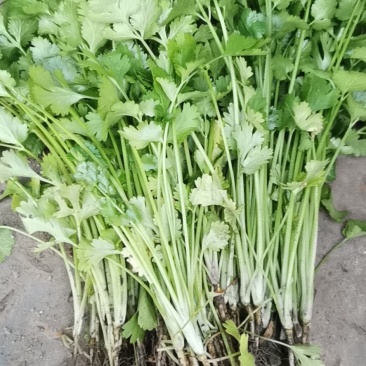 香菜