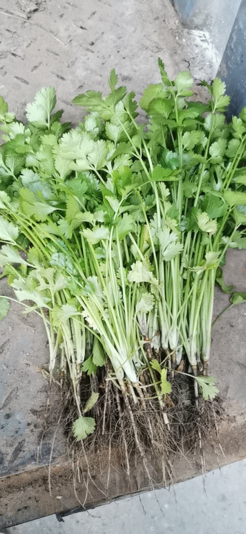 香菜