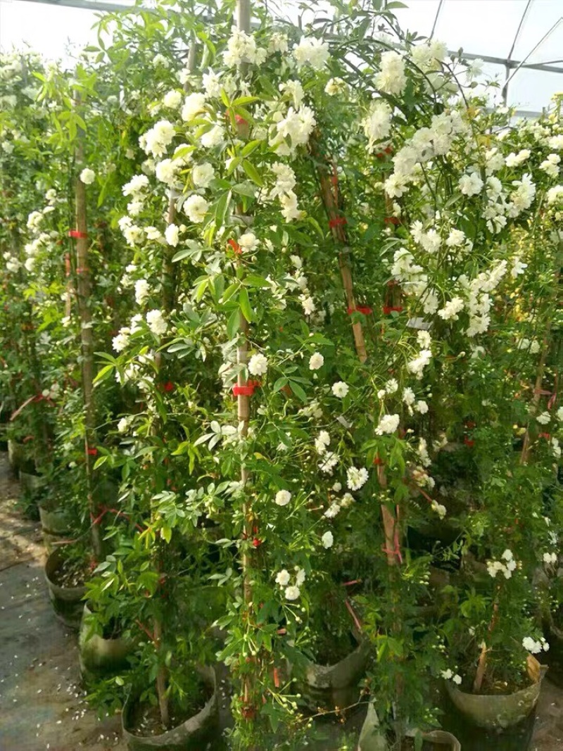 木香花苗爬藤植物庭院盆栽花卉开花特大红木香花四季木香花