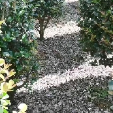 茶梅柱子，现挖现发，诚信经营，货源充足。
