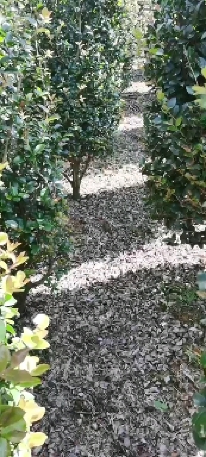 茶梅柱子，现挖现发，诚信经营，货源充足。