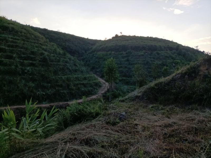 山茶油果