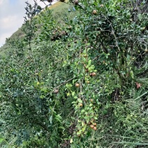 山茶油果