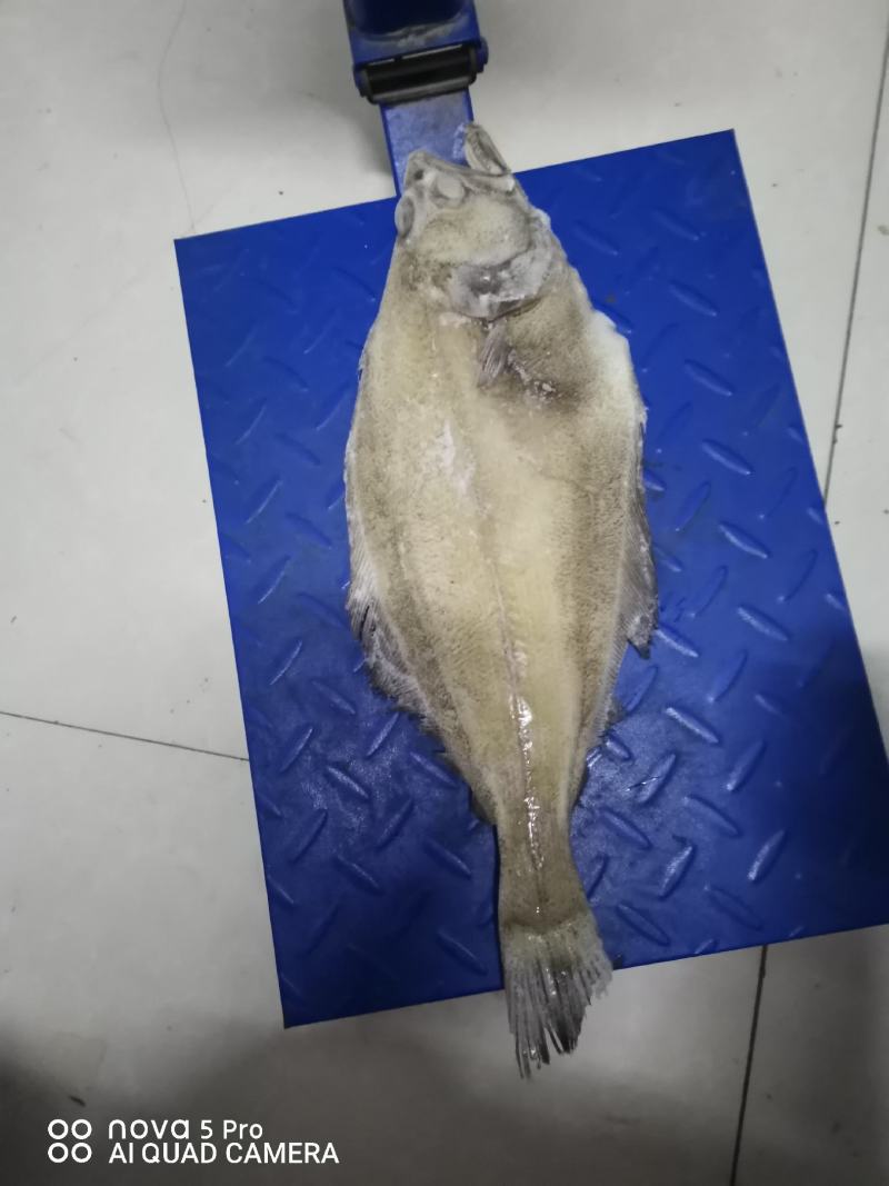 箭齿鲽鱼