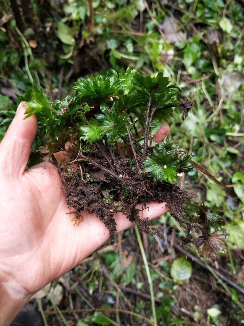 回心草深山野生回心草大山药材货真价实无根无泥