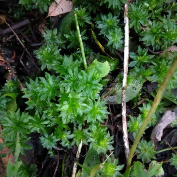 回心草深山野生回心草大山药材货真价实无根无泥