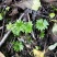 回心草深山野生回心草大山药材货真价实无根无泥