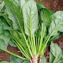 菠菜大叶菠菜22到28公分标菜